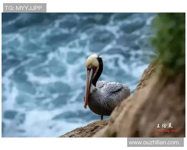 足球明星与动物形象的趣味对比展现精彩瞬间与个性特征